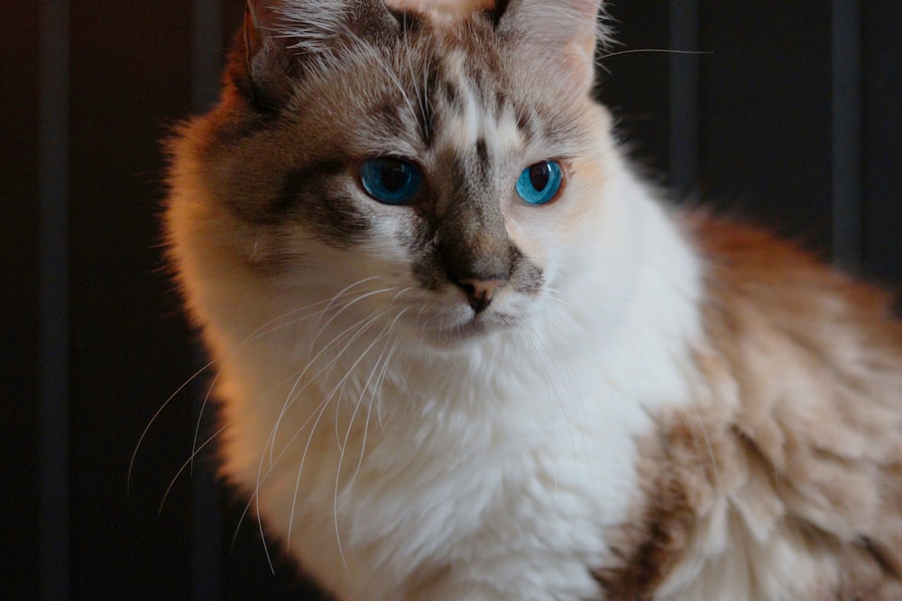 orange and white tabby cat