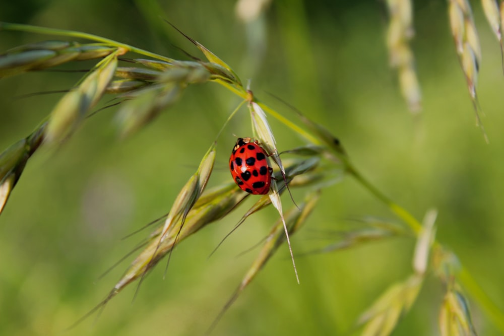 red ladybug perched on brown wheat in close up photography during daytime