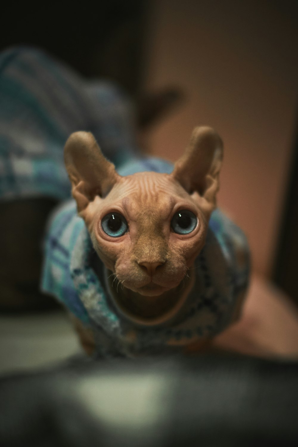 brown cat in blue and white scarf