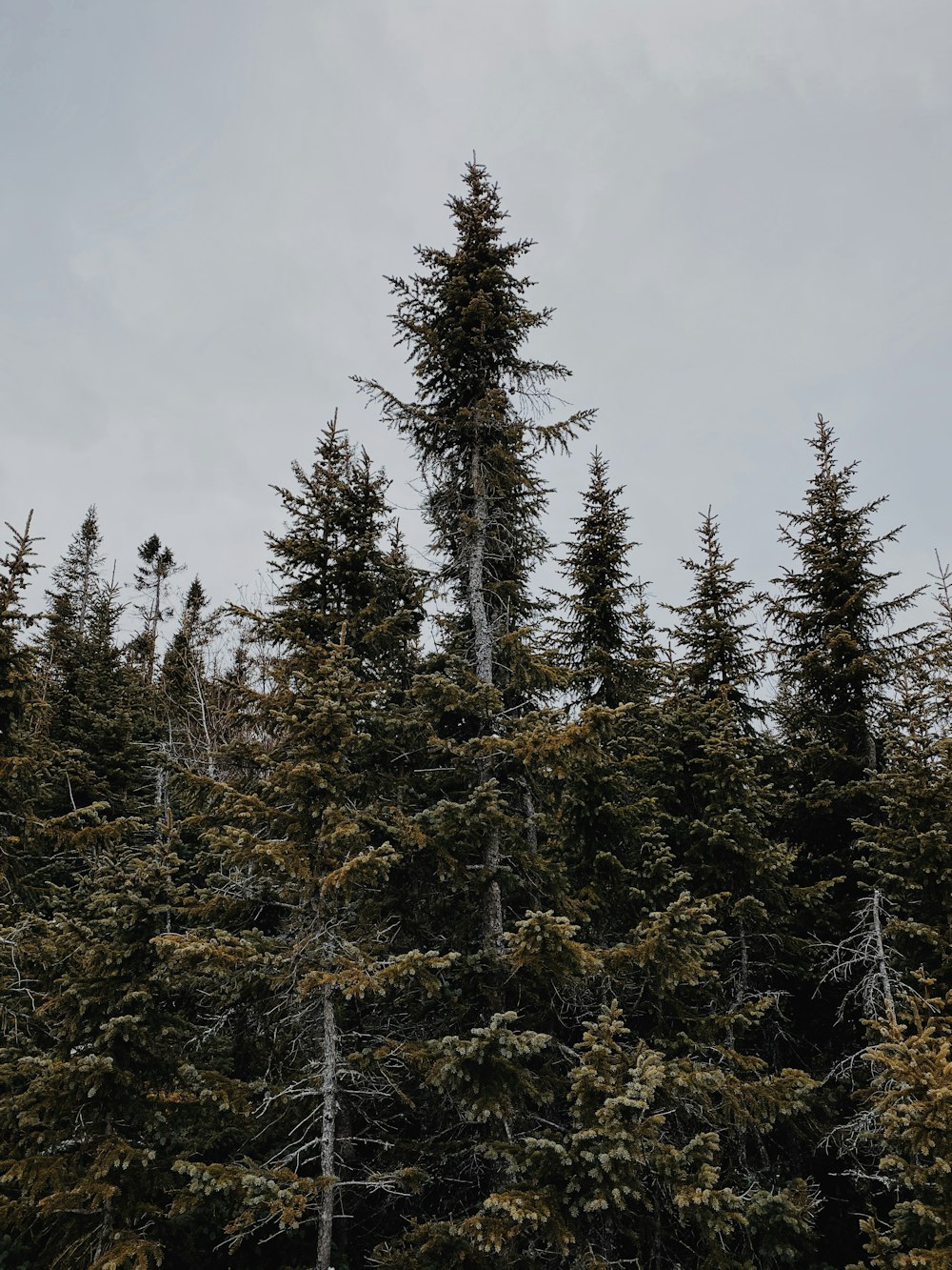 green pine tree under white clouds