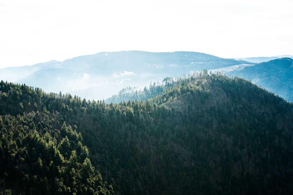 green trees on mountain during daytime