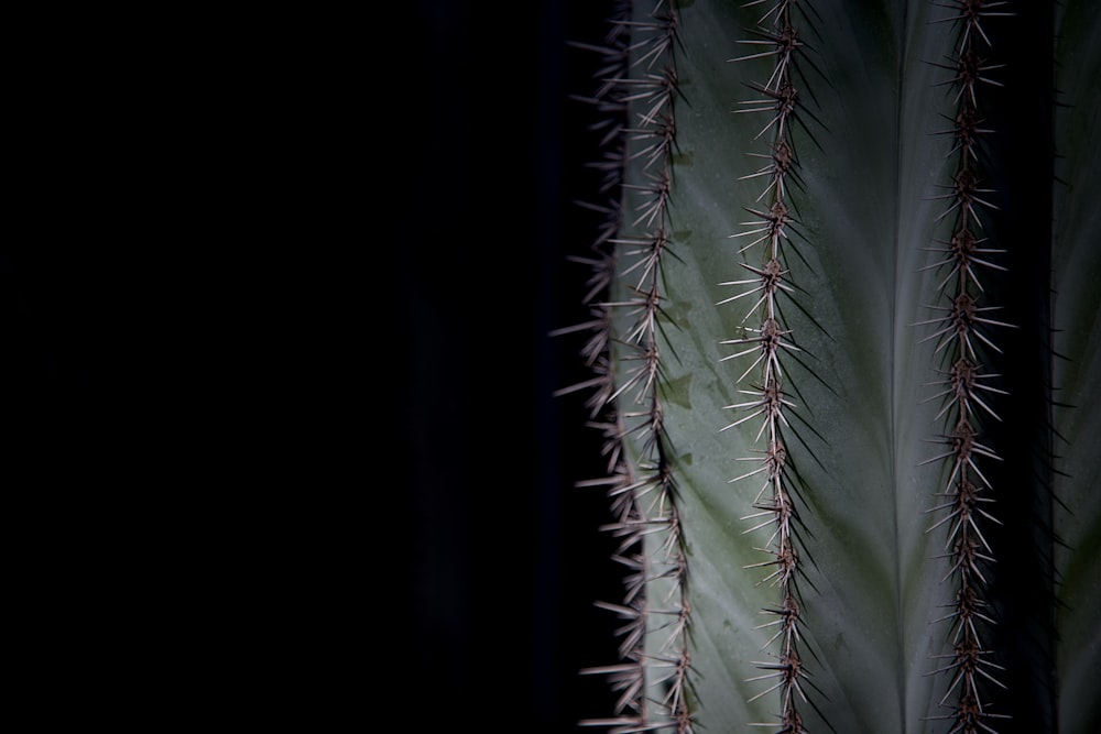 green cactus in close up photography