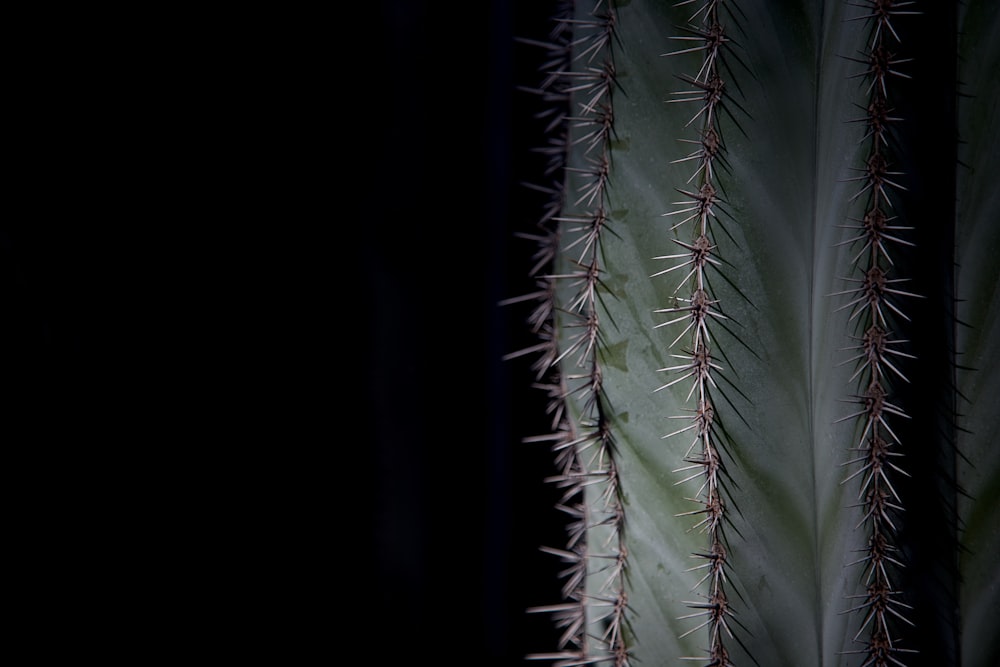 Cactus verde en fotografía de primer plano