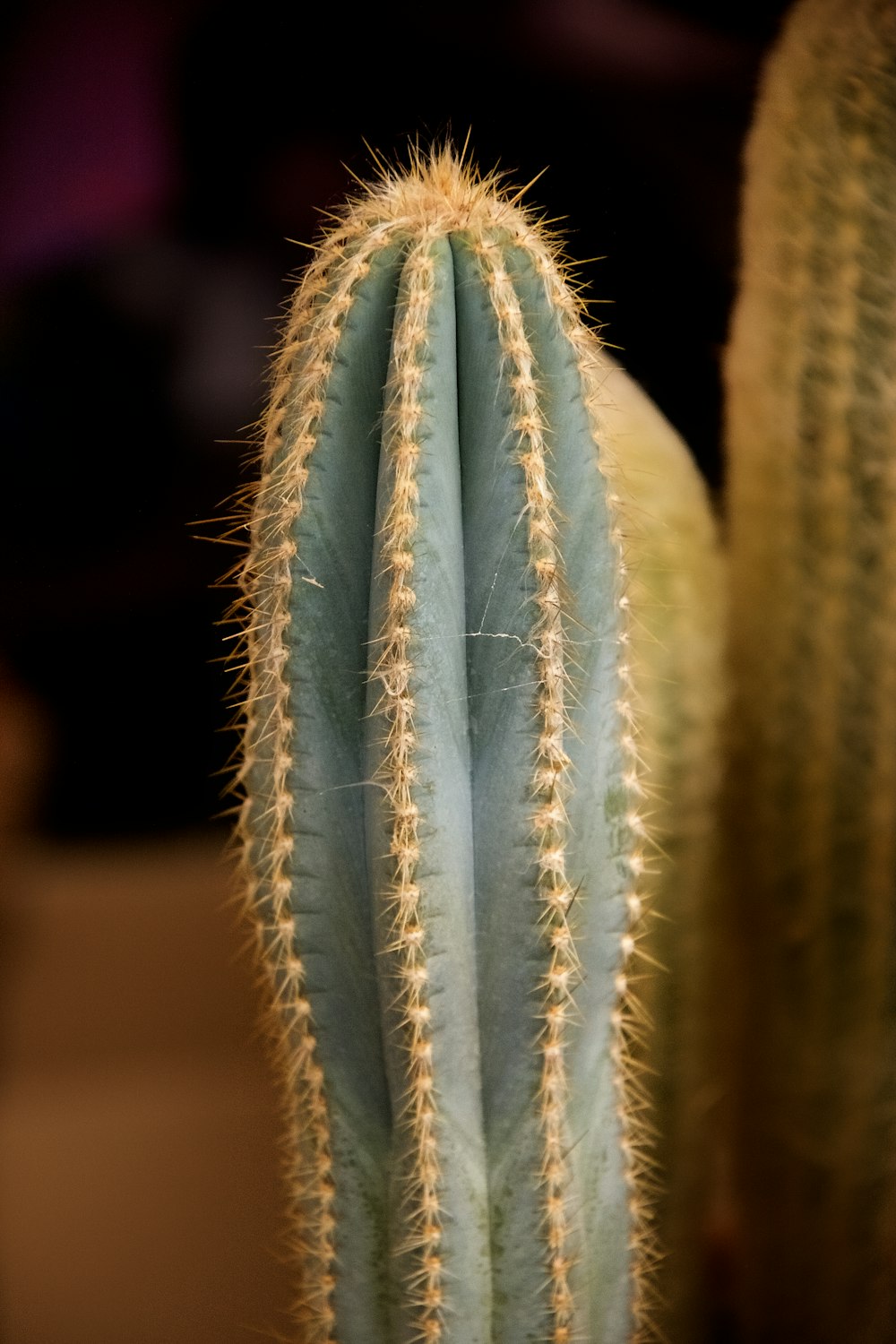 white and green cactus plant