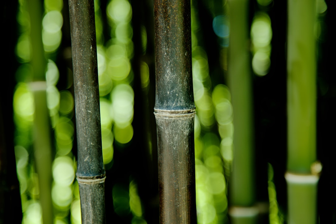 green bamboo stick in close up photography