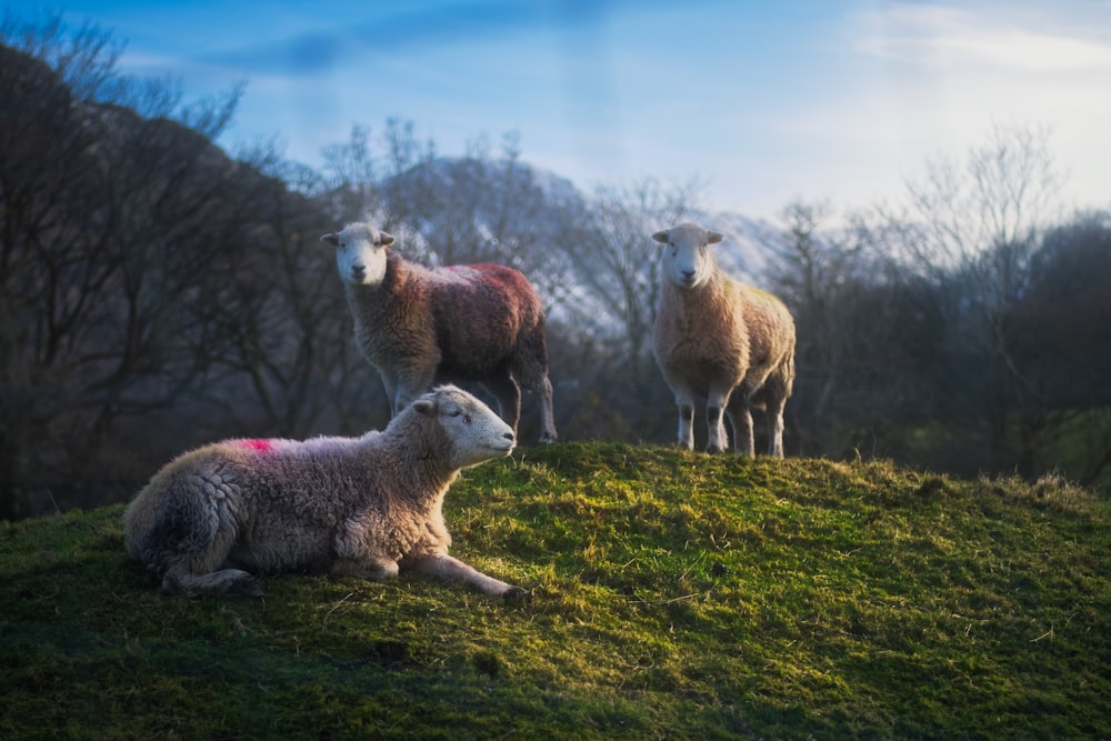 three sheep on green grass field during daytime