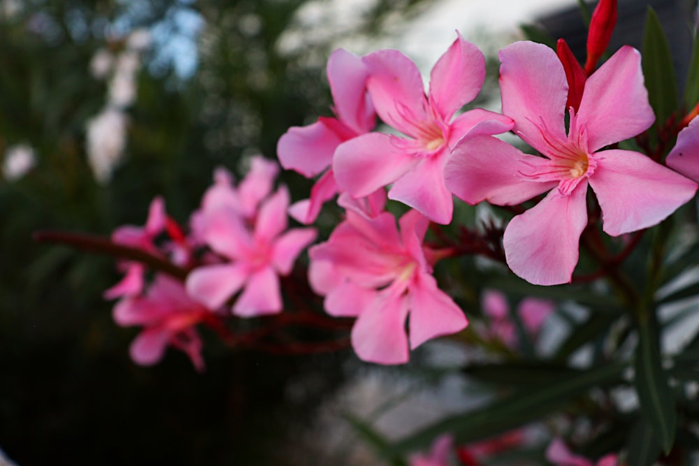 pink flowers in tilt shift lens