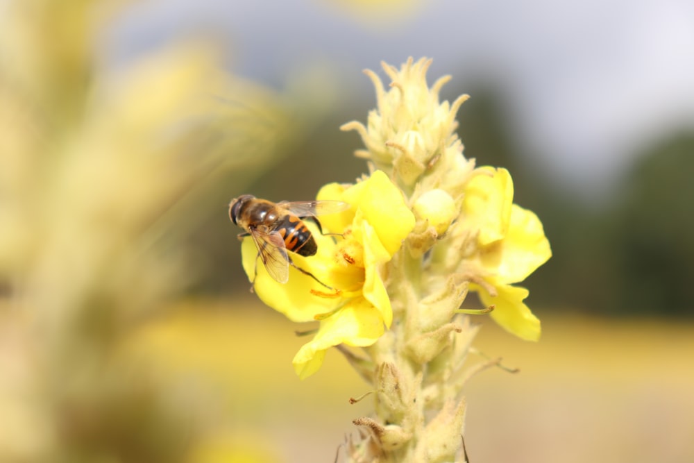 black and yellow bee on yellow flower