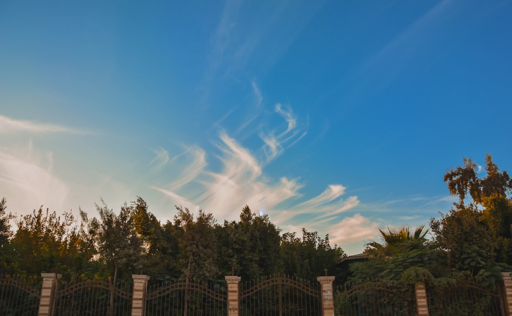 green trees under blue sky during daytime