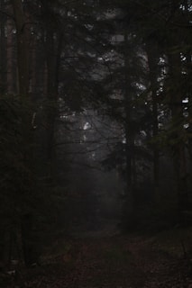 A dark and dense forest with tall trees and thick foliage, creating a mysterious and eerie atmosphere. The path through the woods is covered in fallen leaves and dappled with shadows.