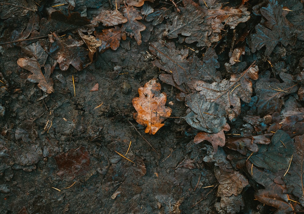 brown dried leaves on ground