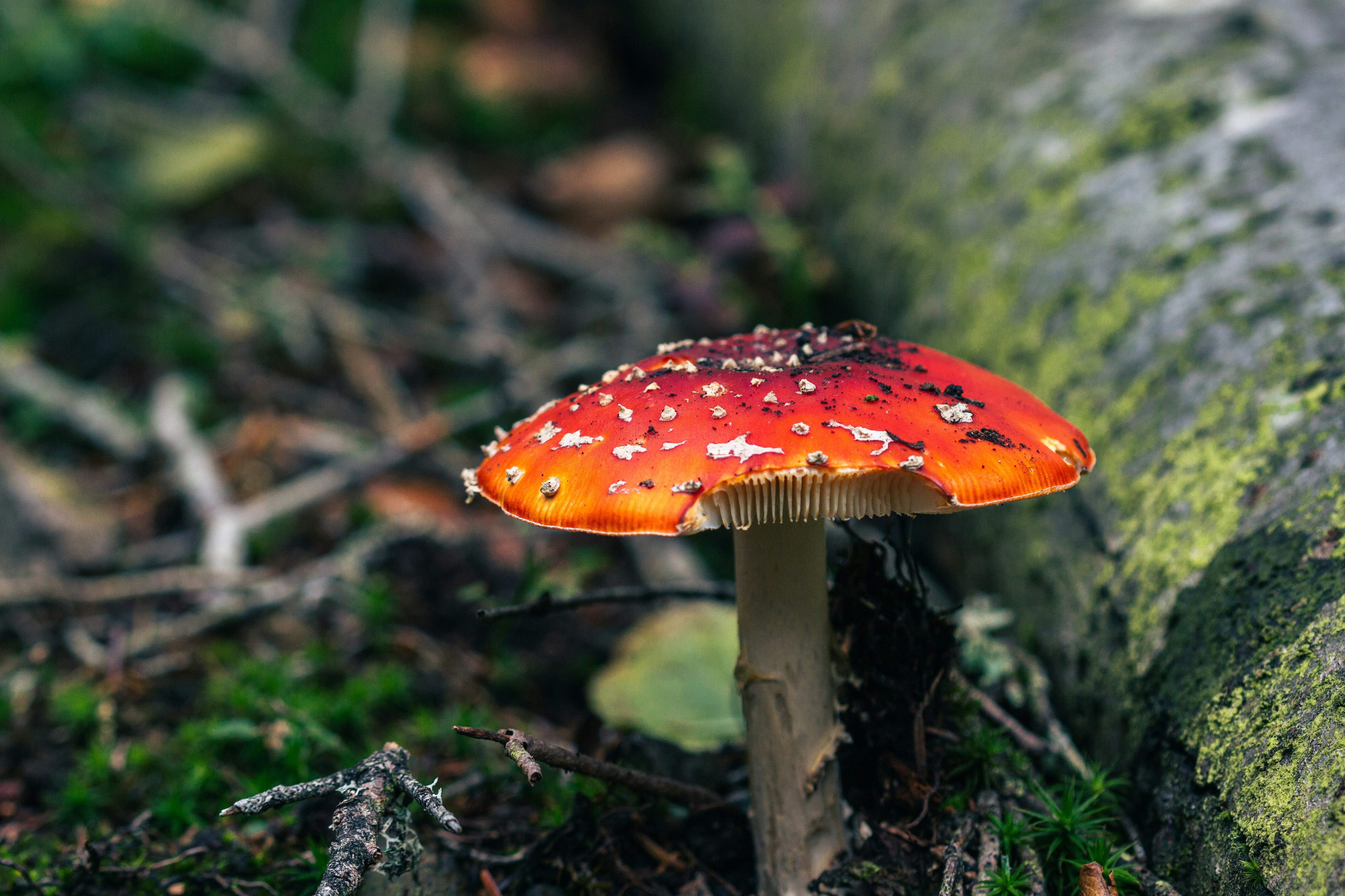 Red and white mushroom in the forest