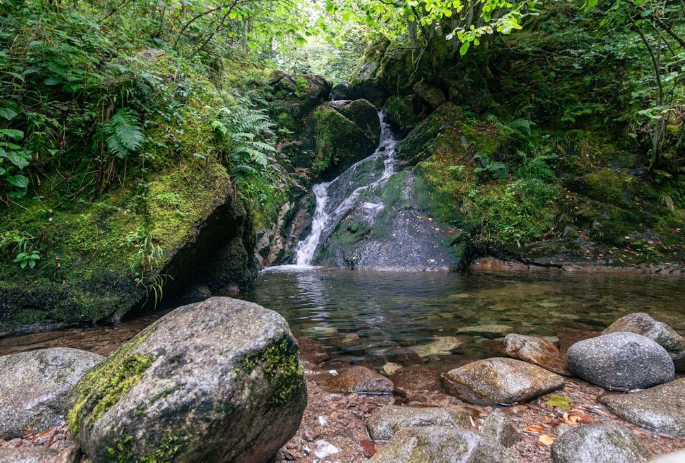 Grünes Moos auf grauen Felsen am Fluss