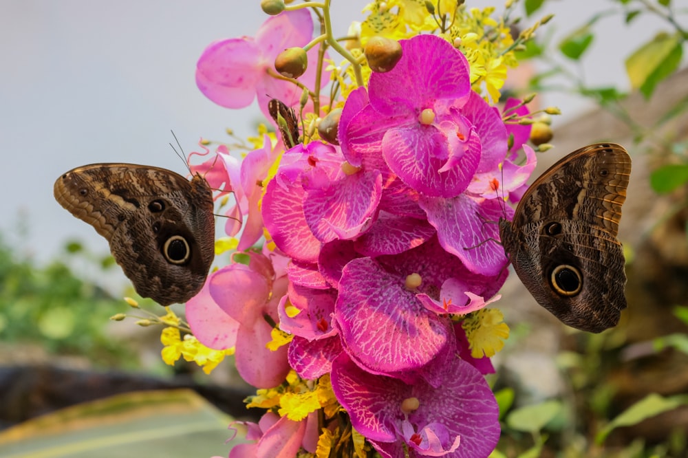 brown butterfly perched on pink flower
