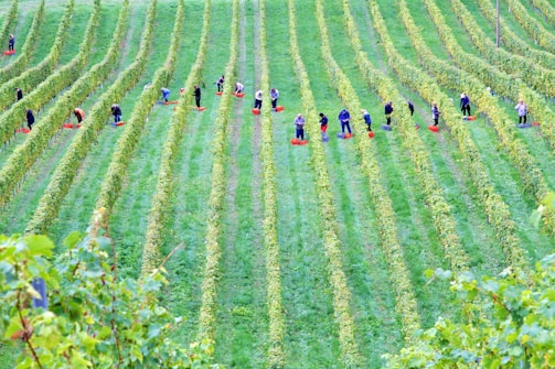 A vineyard with rows of grapevines stretches across lush green grass. Numerous people are scattered throughout the field, bending down or standing near red baskets, likely involved in harvesting grapes. The scene captures a collective agricultural effort in a serene rural landscape.