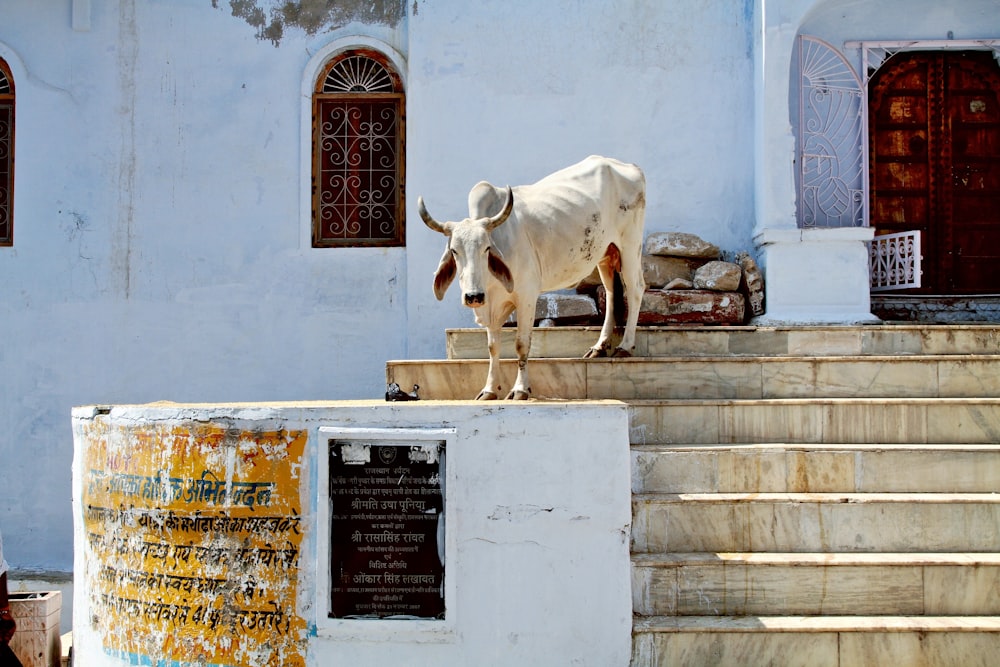 white cow on gray concrete stairs