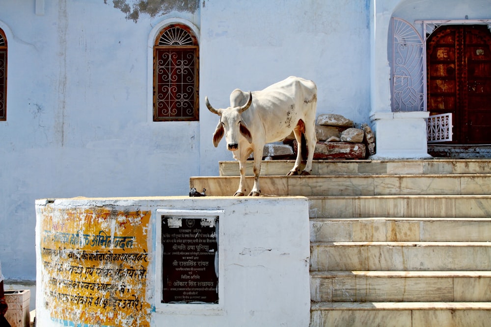 vaca blanca en escaleras de hormigón gris