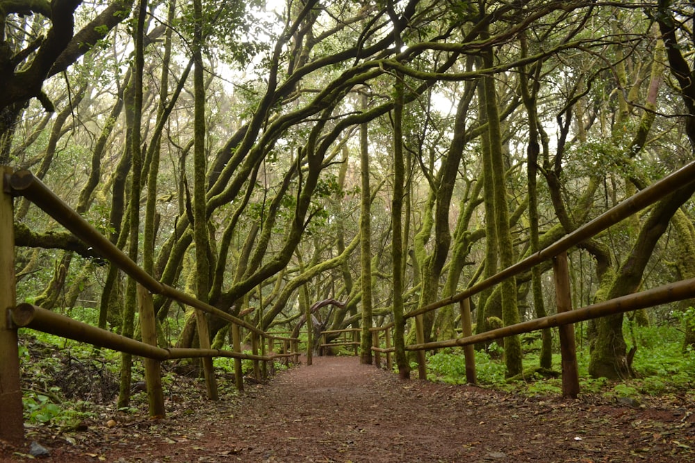 sentier brun entre les arbres verts pendant la journée