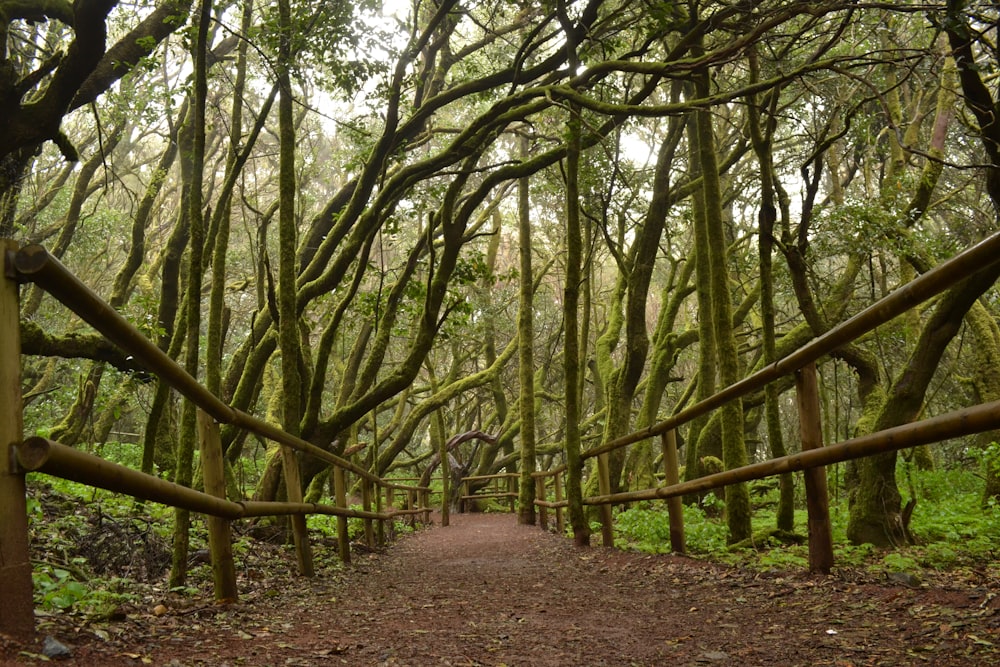 sentiero marrone tra alberi verdi durante il giorno