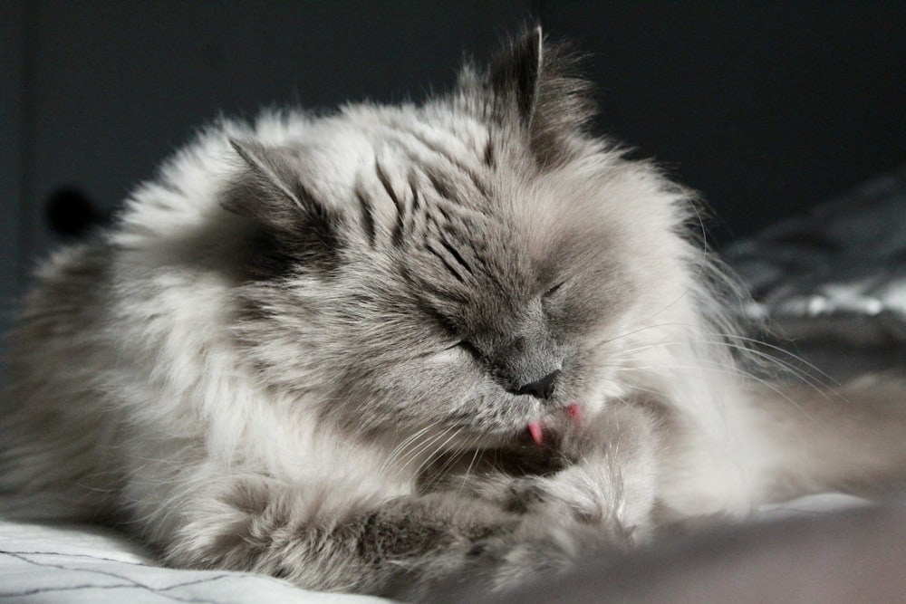 white and gray long fur cat