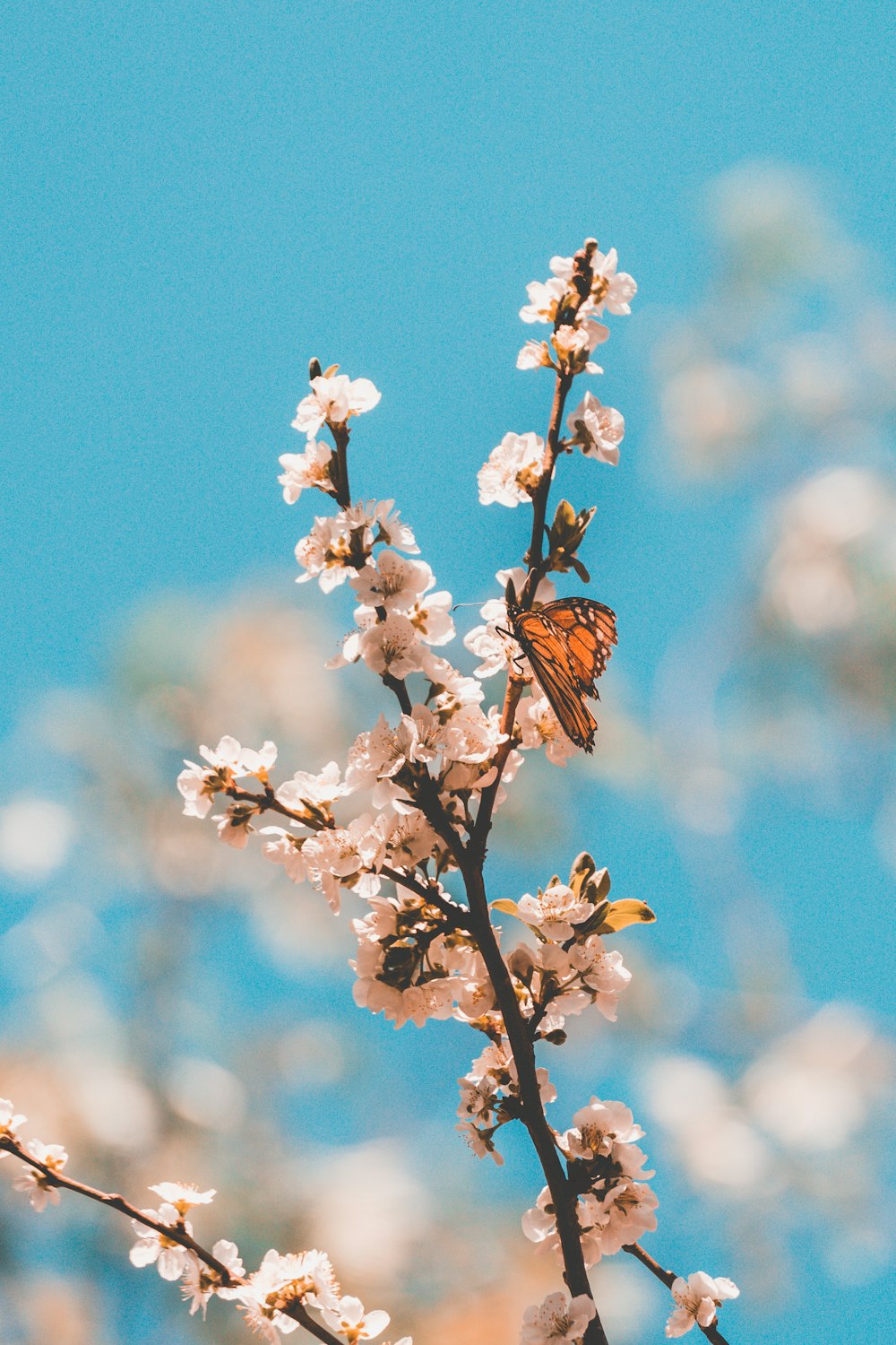 a butterfly sitting on top of a tree branch