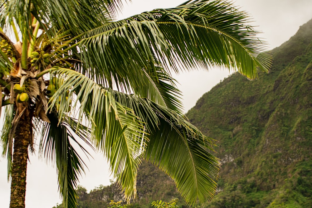 a palm tree with a mountain in the background