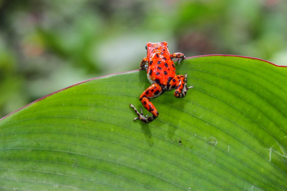 a red and black frog sitting on top of a green leaf