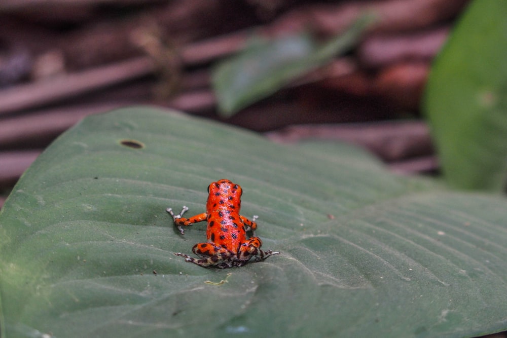 a red and black frog sitting on a green leaf