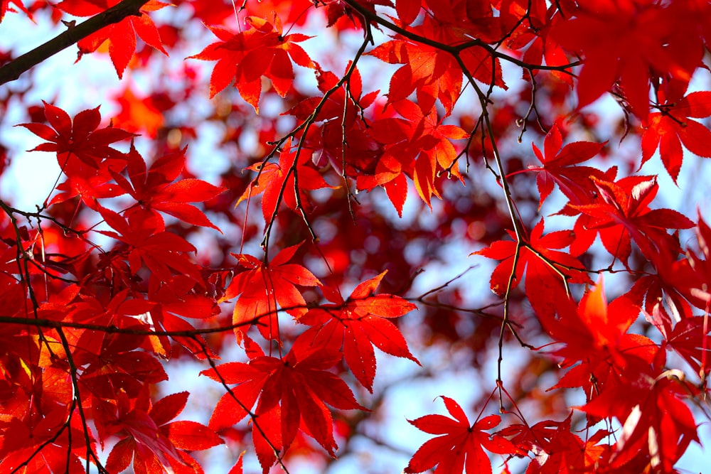folhas vermelhas no galho da árvore