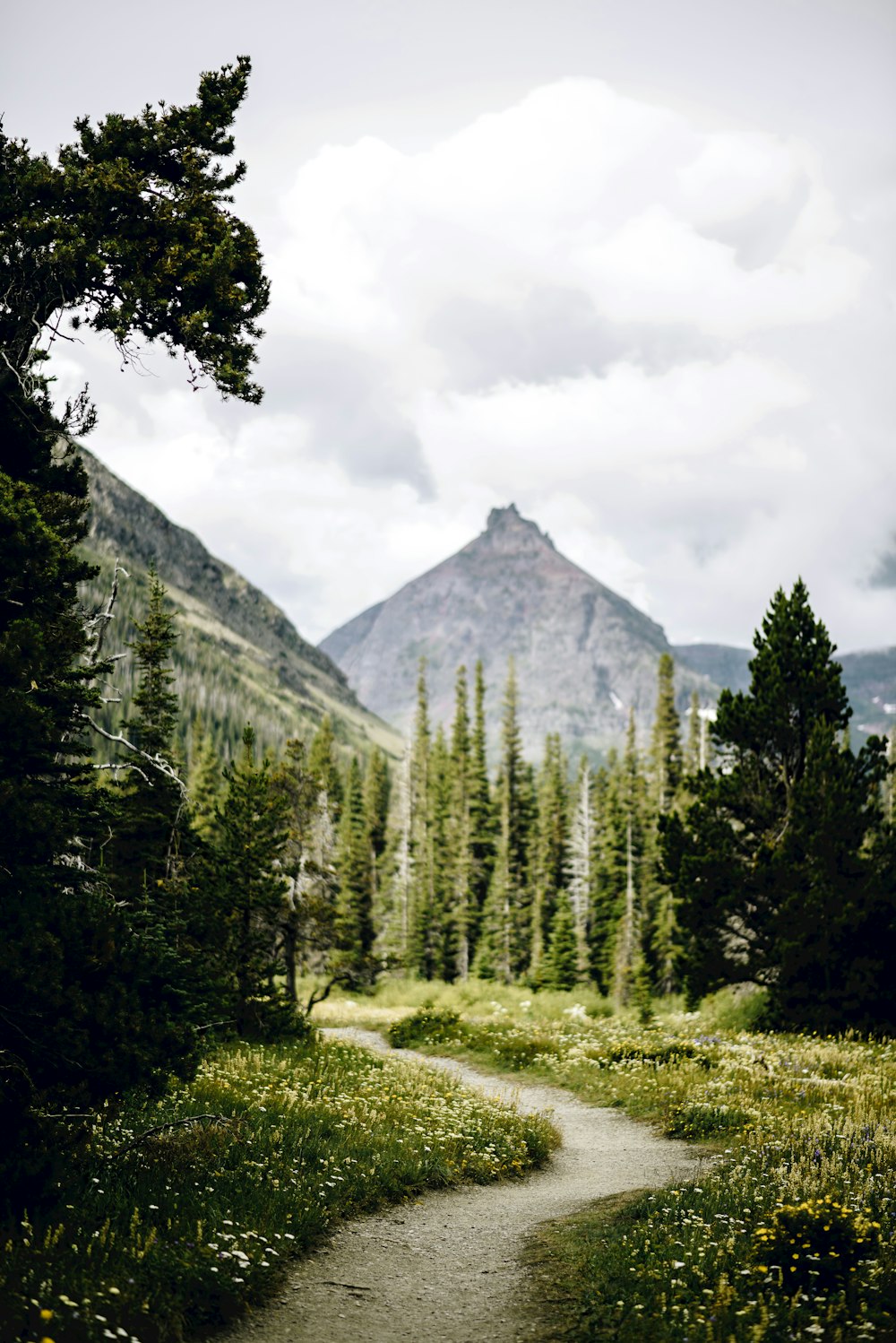 green trees near mountain during daytime