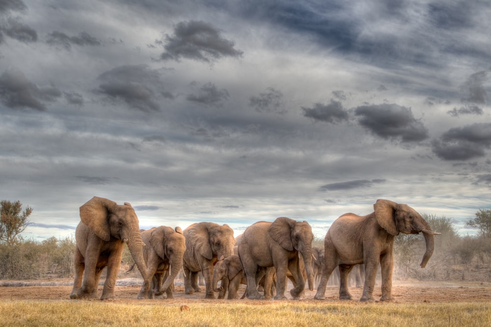 Elefante marrone su campo marrone sotto nuvole grigie