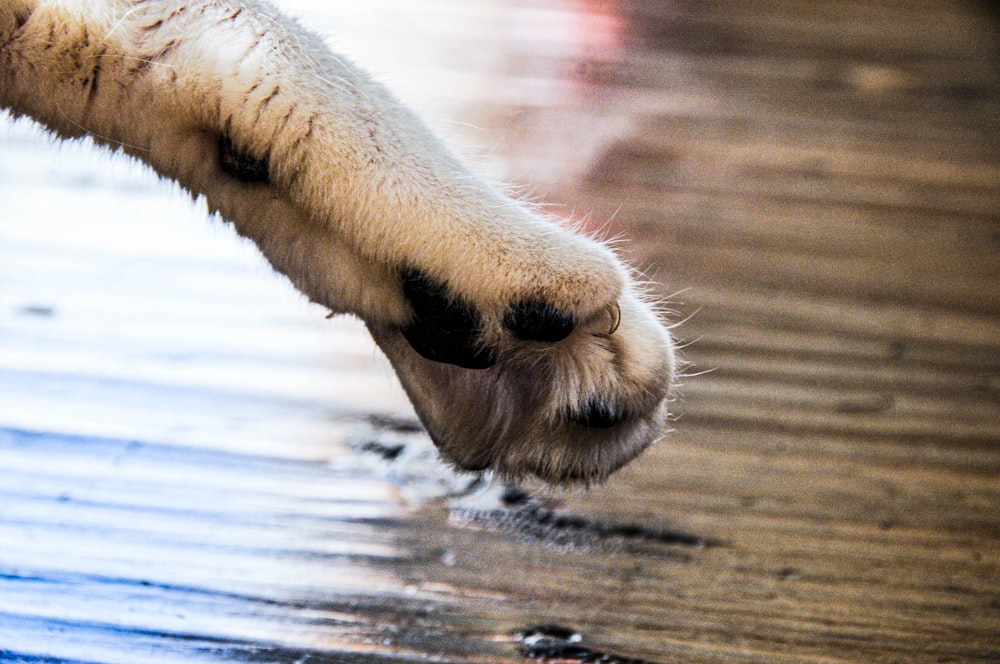 zampa di cane bianca sull'acqua