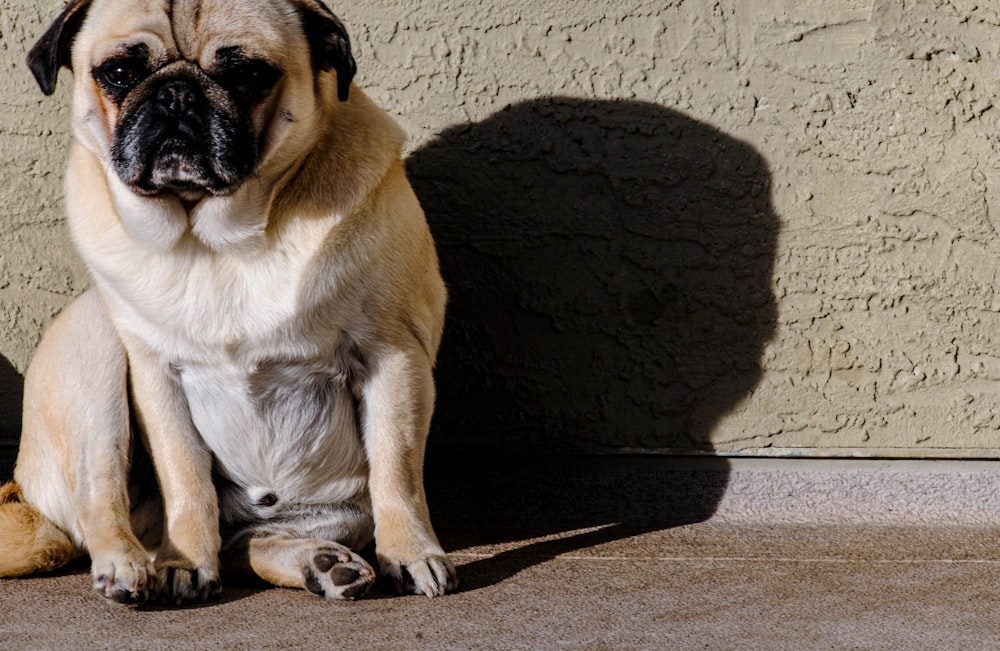 fawn pug sitting on brown carpet