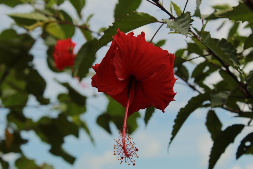 red flower in tilt shift lens