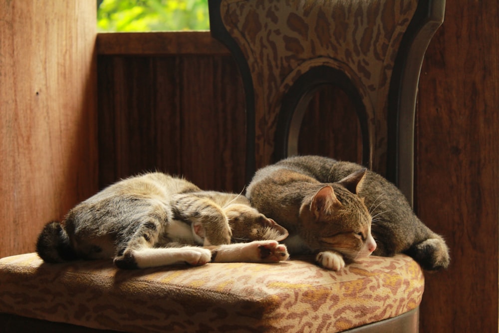 brown tabby cat lying on brown textile