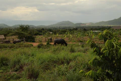A warm rural farmhouse with grazing buffalo under a clear blue sky.
