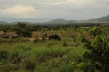 A rustic farm landscape at dawn with water buffalo grazing peacefully.