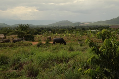 A picturesque view of a dairy farm with buffaloes grazing.