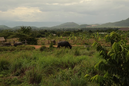 A rustic farm landscape at dawn with water buffalo grazing peacefully.