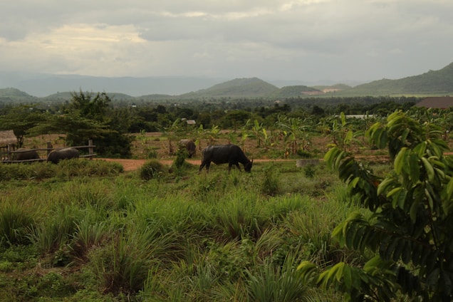 A peaceful morning scene showing cows and buffaloes grazing on lush green pasture at KVS Jeevadhara Farms.