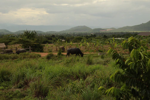 A traditional Colombian cattle ranch with buffaloes in the background against a mountainous landscape.