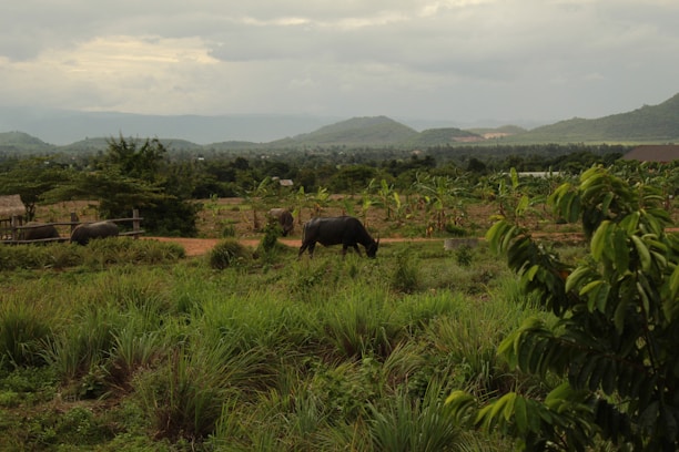 A rustic farm landscape with water buffalo grazing near a calm pond at sunrise.