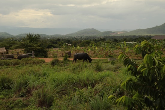 A serene rural landscape with grazing buffaloes surrounded by lush vegetation. In the background, rolling hills stretch into the distance under a cloudy sky. The scene includes various shades of green from the grass and trees, with the buffaloes contrasting in dark tones.