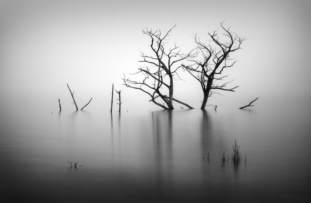 leafless tree on body of water