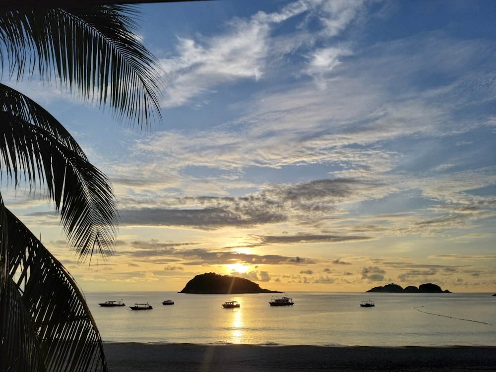 silhouette of palm tree near body of water during sunset