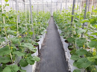 green plants on gray concrete pathway