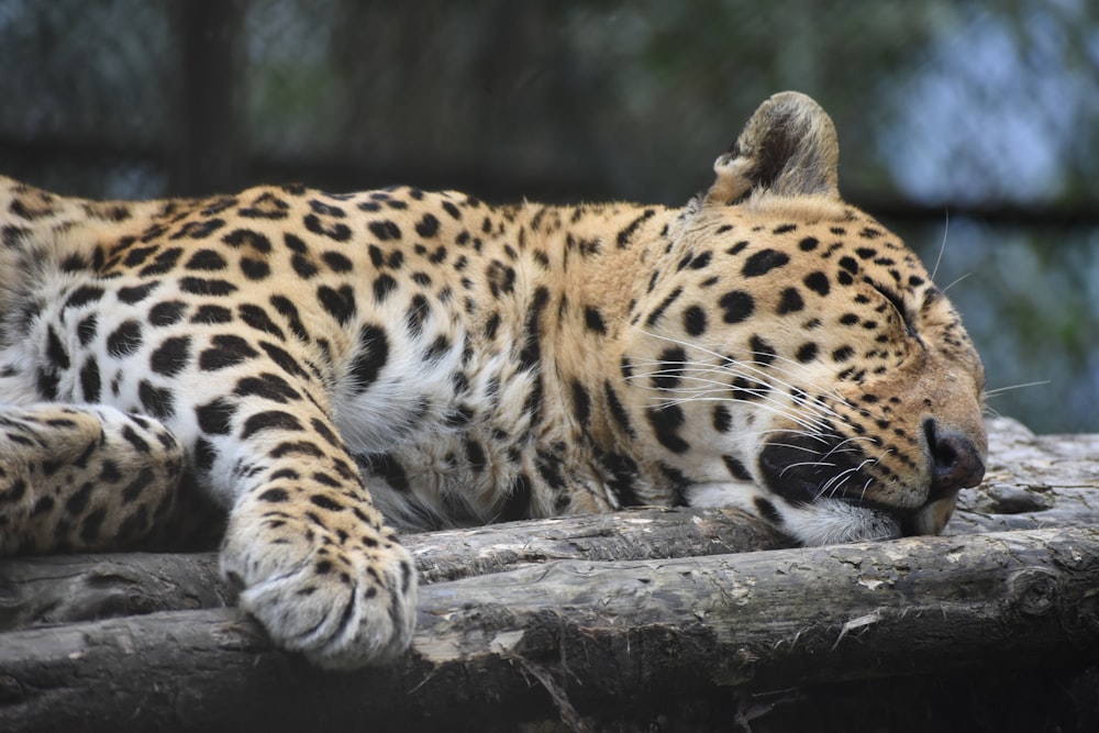 leopard lying on brown wood log