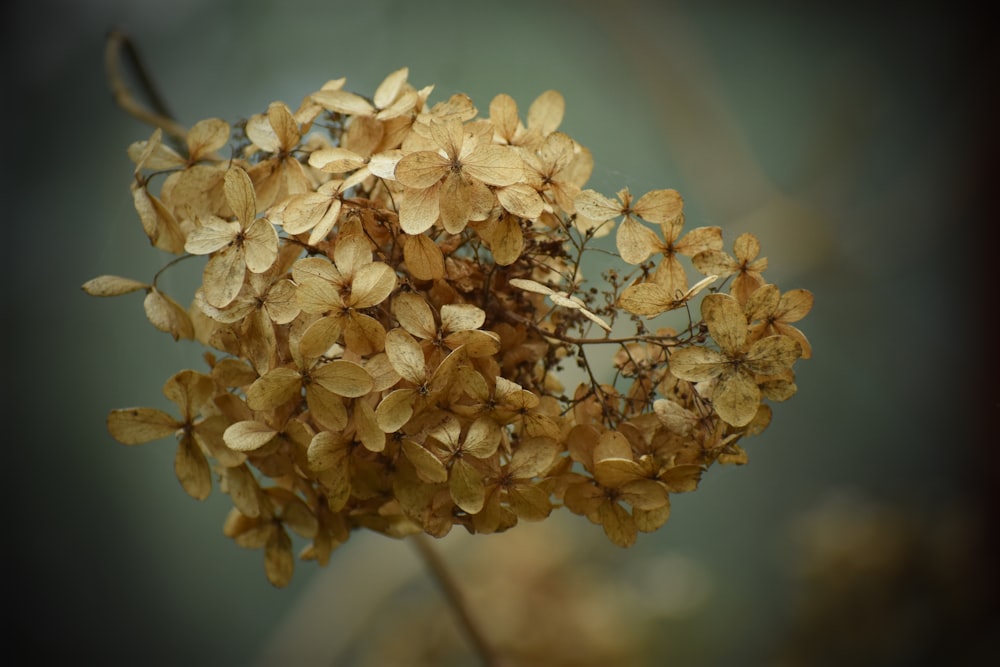 white flower in tilt shift lens