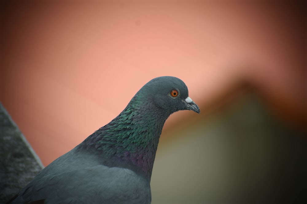 gray and green pigeon in close up photography