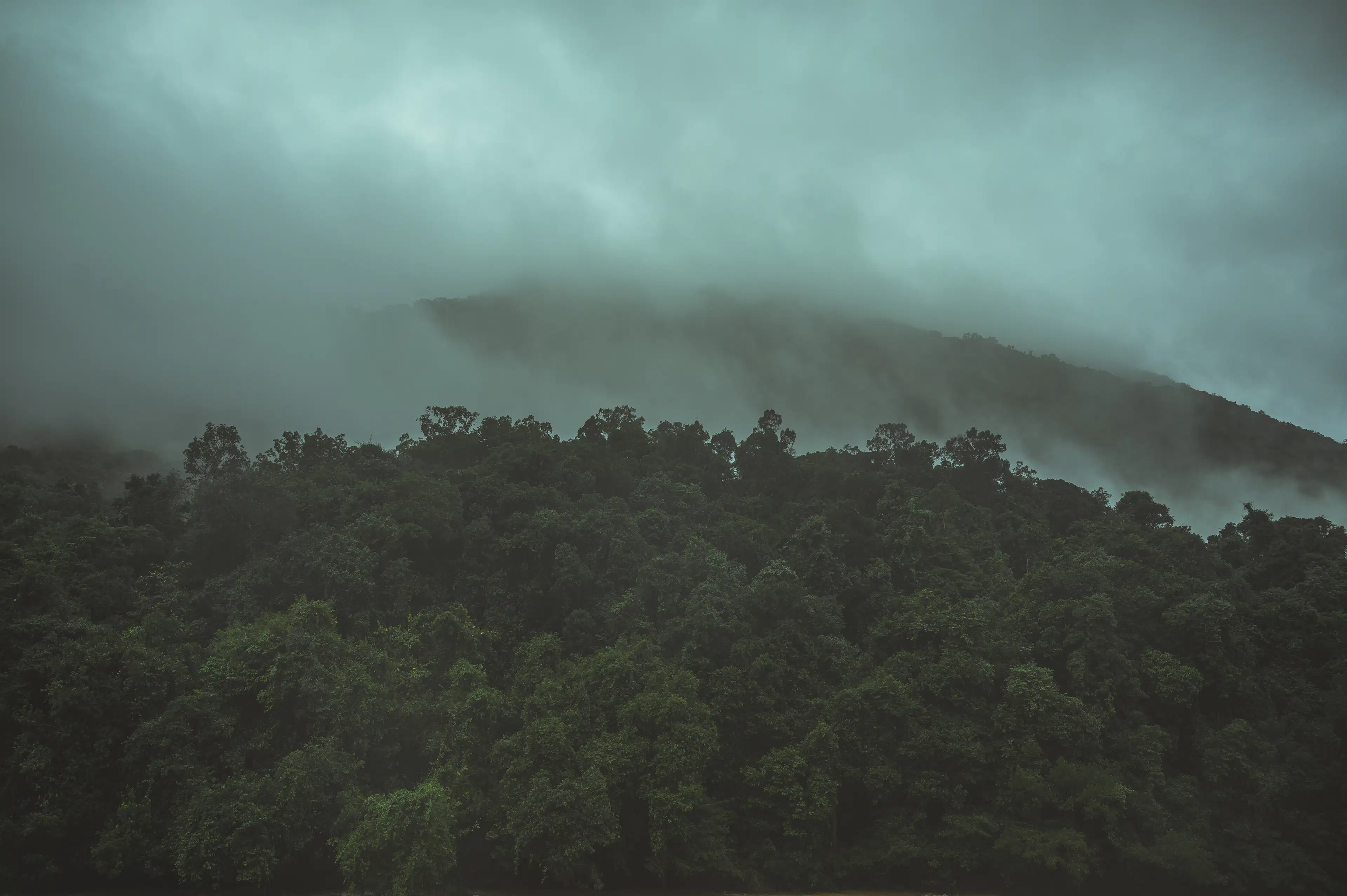 Cloud settling over a dense evergreen forest canopy